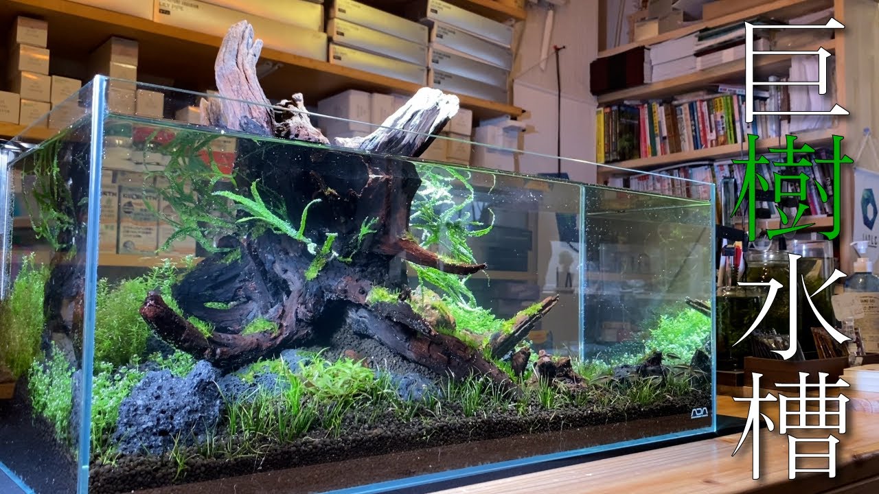 流木レイアウト 超大型 A862 流木レイアウト A862 超大型 in地球#21