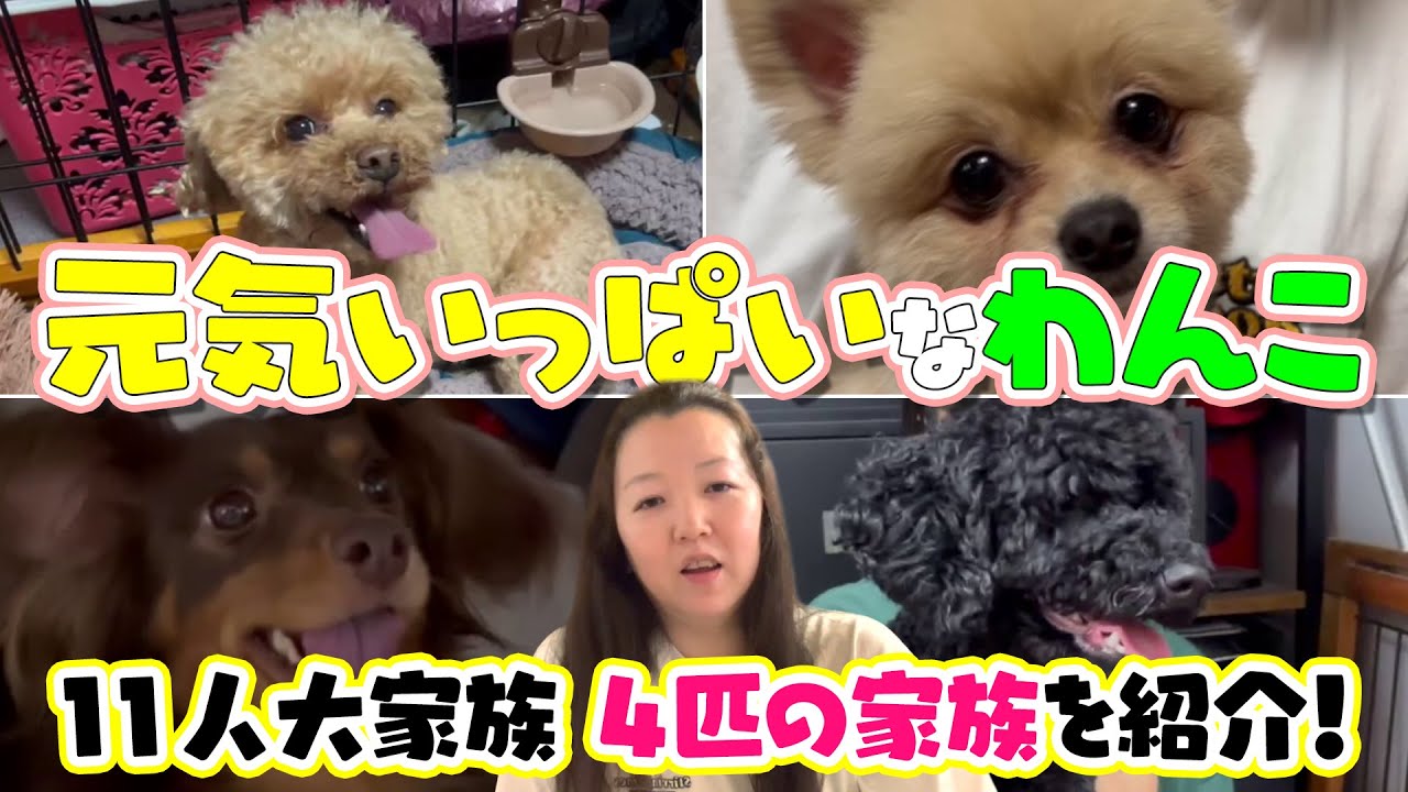 11人大家族のペット】4匹のかわいいワンコたちを紹介！ - YouTube