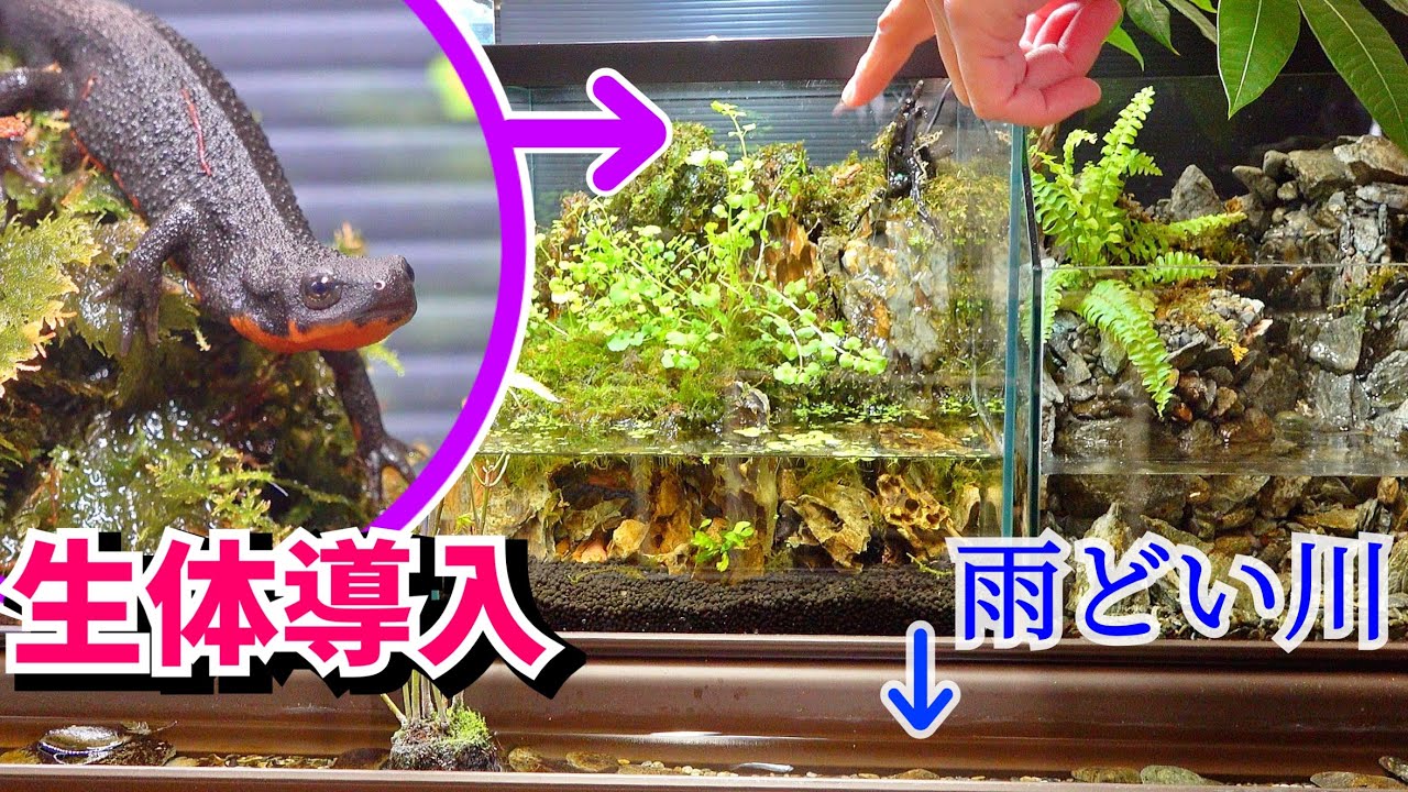 テラリウム空間（イモリ等の両生類の飼育可）