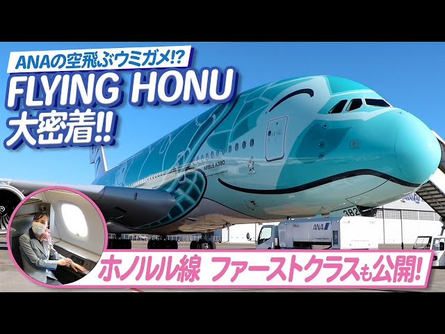 ANA FLYING HONU] Flying sea turtles!? Introducing the interior of