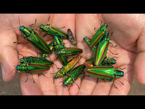Discover a place where jewel beetles spring infinitely! - YouTube