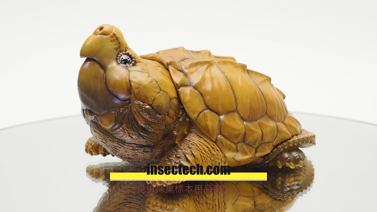 動物の惑星】「抖音限定」ワニガメ Macrochelys temminckii フィギュア