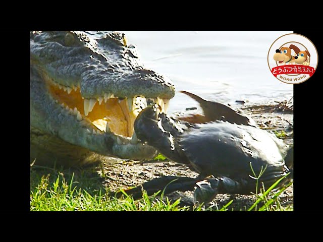 地球を食べるワニ