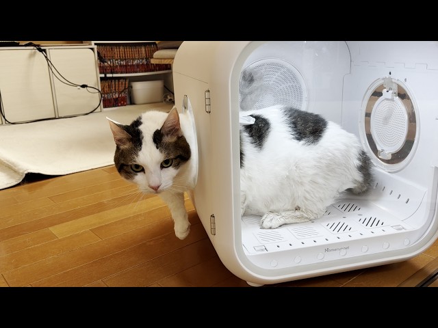 nekko1127@猫飼ってます 379 nekko1127@猫飼ってます 379 nekko1127@猫