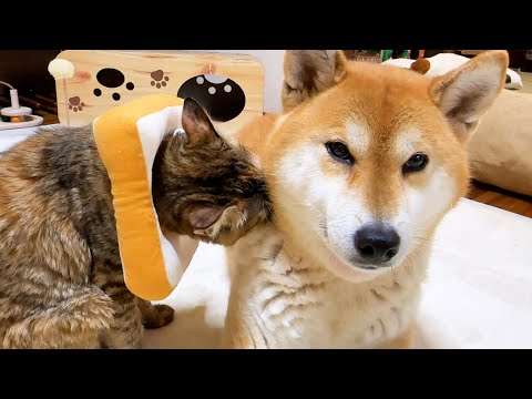 猫柴様おまとめ4点 猫柴様おまとめ4点