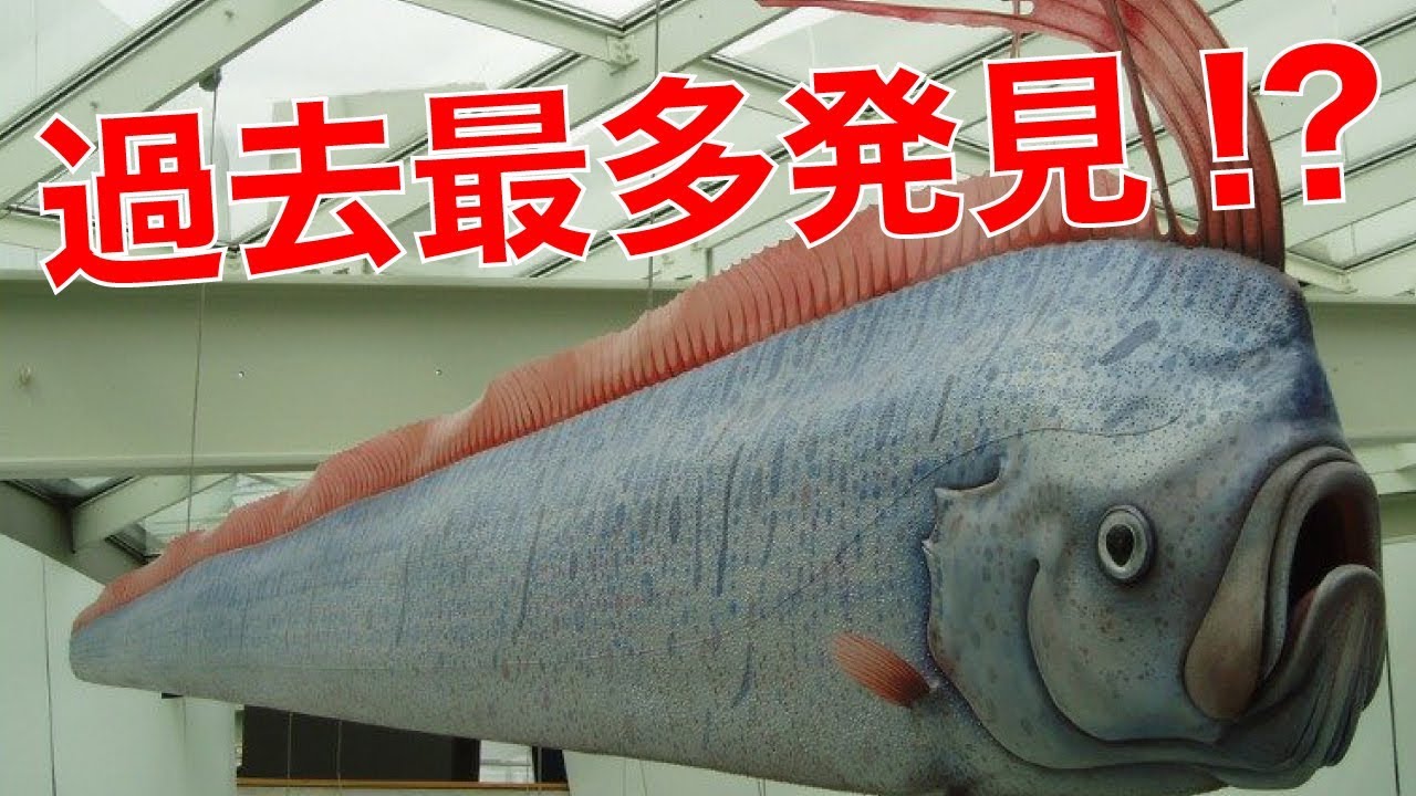 謎の深海魚「リュウグウノツカイ」魚津水族館で展示開始、今年度は過去