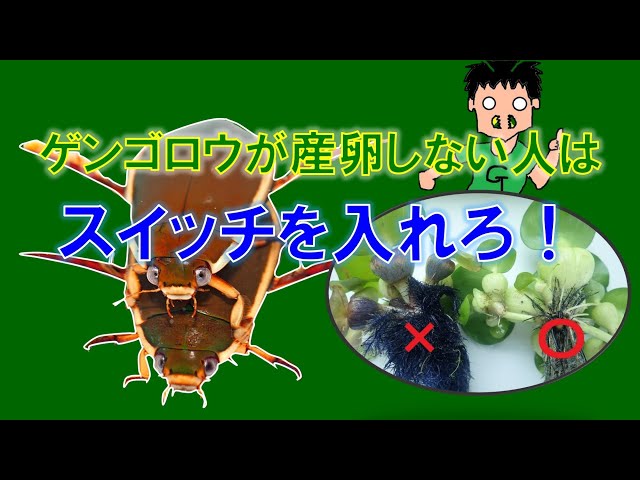 研究者向き ゲンゴロウセット ゲンゴロウ以外も含む 研究者向き