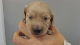 Mダックス ♂B 260111生 260127撮影 - YouTube