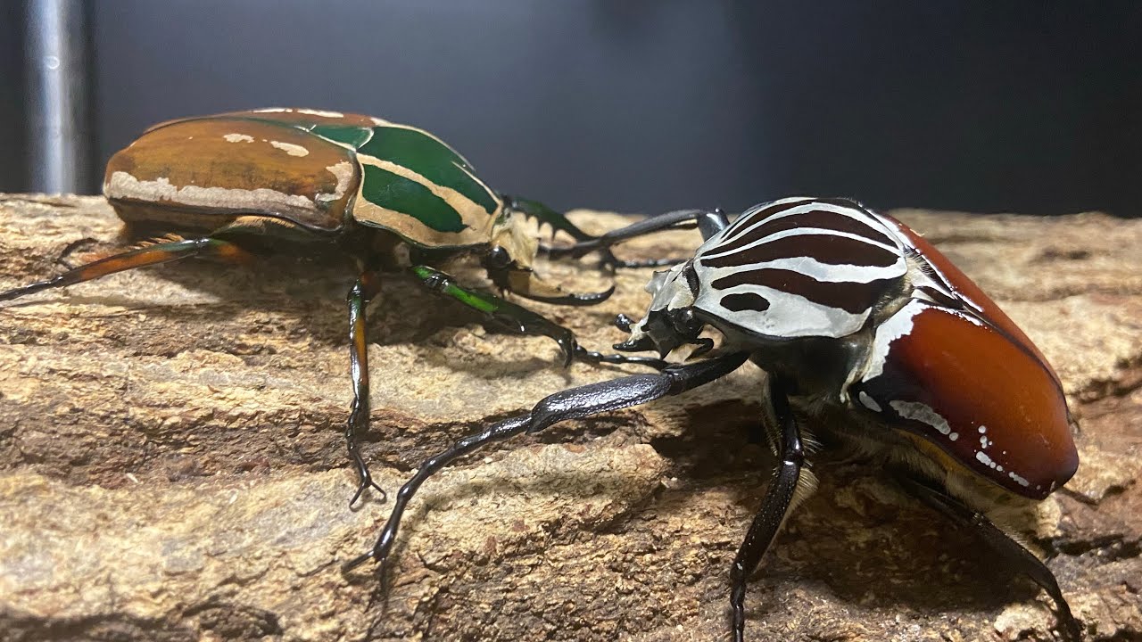 コンゴ産 オリエンタリスオオツノハナムグリ 3 93mm コンゴ産