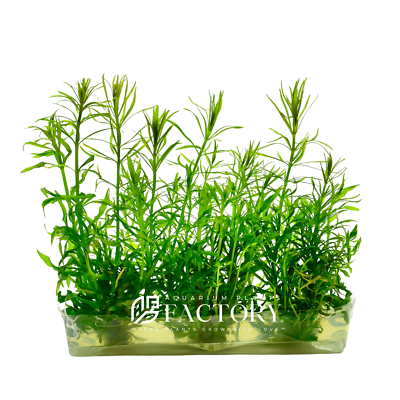 Pogostemon Stellatus Dassen Vitro Culture | eBay