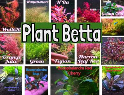 Bucephalandra Midnight Blue-Live Aquatic Buce Epiphyte Rhizome