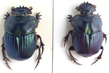 Brazil Phanaeus dejeani 16mm 17mm 標本 Brazil Phanaeus dejeani