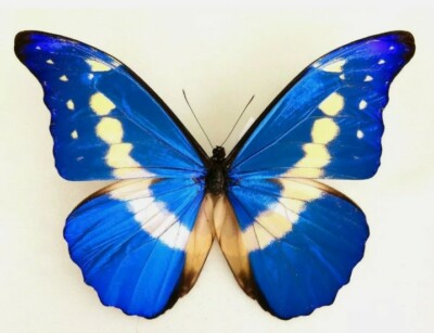 標本 Peru Morpho helena 115mm BicBugs Morpho helena framed pair