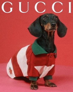 Gucci Dog Shirt | eBay