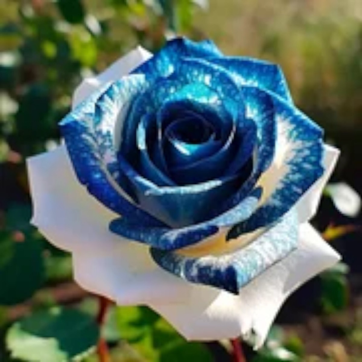 20pcs Sapphire Gem Twin Rose seeds - Nature's Sparkling Treasures