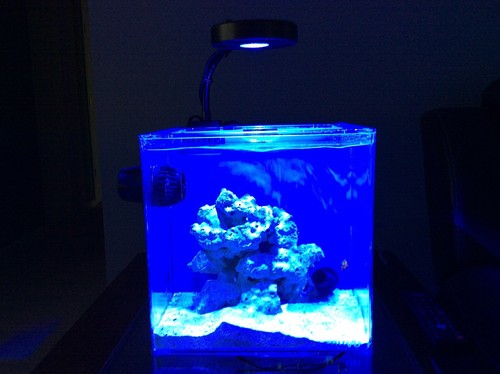 Kessil A80 Tuna Blue 15 W LED Aquarium Light - KSA80-TB for sale