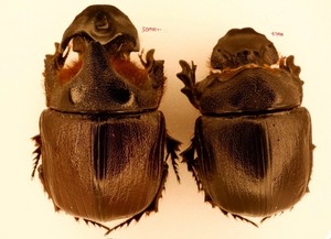 標本 Ethiopia Heliocopris hermes 37mm Ethiopia Heliocopris hermes