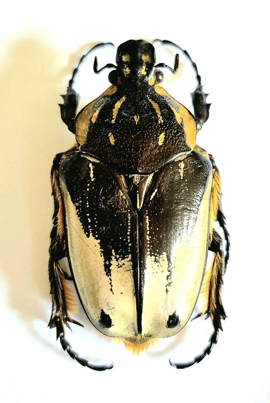 s-l1600.jpg