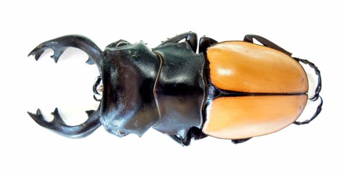 標本 Ecuador Sphaenognathus kolbei 34mm 標本 Ecuador