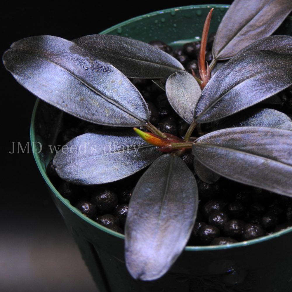 ブセファランドラspブルーメロン 専用出品 ブセファランドラsp.Blue