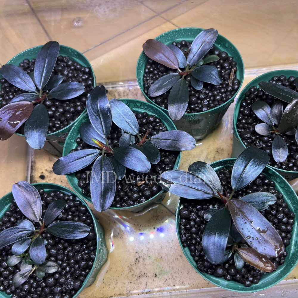 Bucepharandra ブセファランドラ new spices 新種水上葉 楽天市場