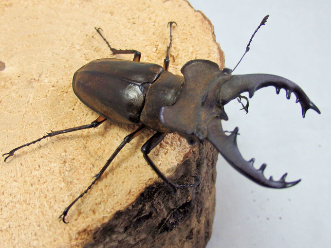 大型ミヤマ・大型エゾミヤマ・大型ノコギリ標本3点セット 【公式通販】