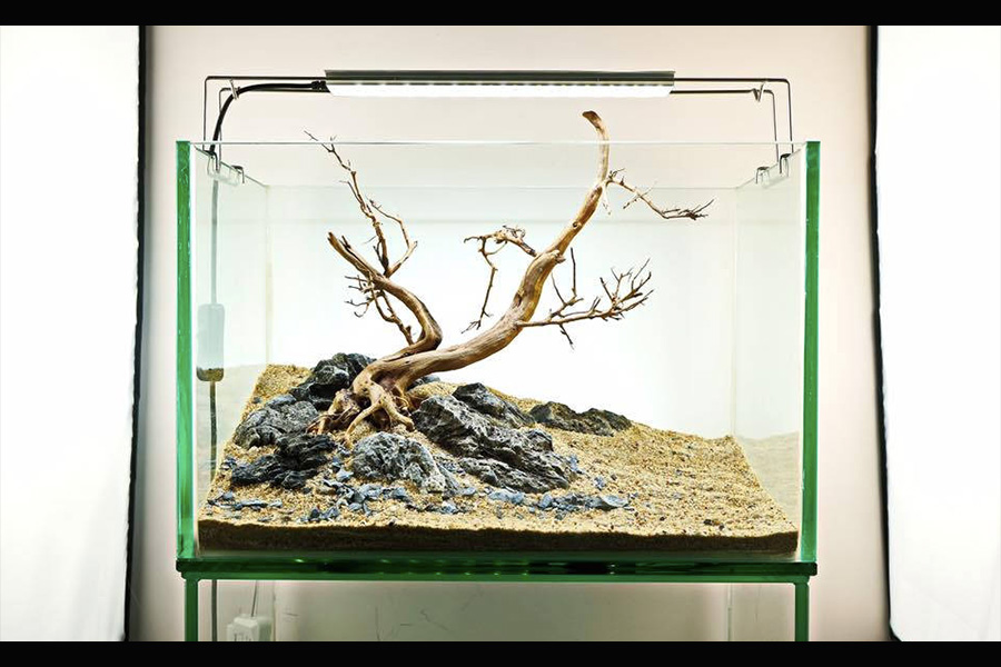 画像あり】初心者向けアクアリウム水槽レイアウト｜基本テクニック11選
