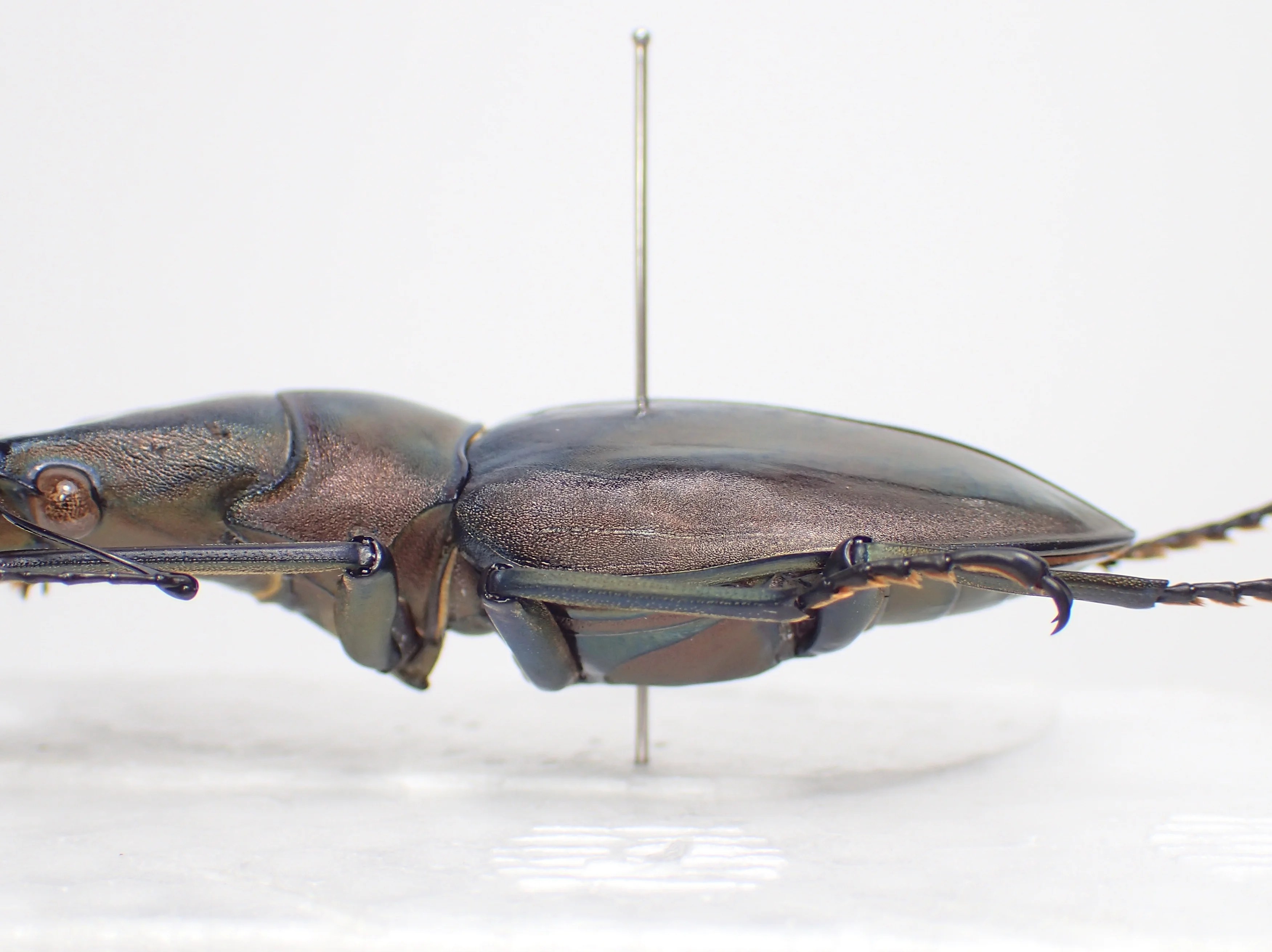 特大メタリフェルホソアカクワガタペレン島