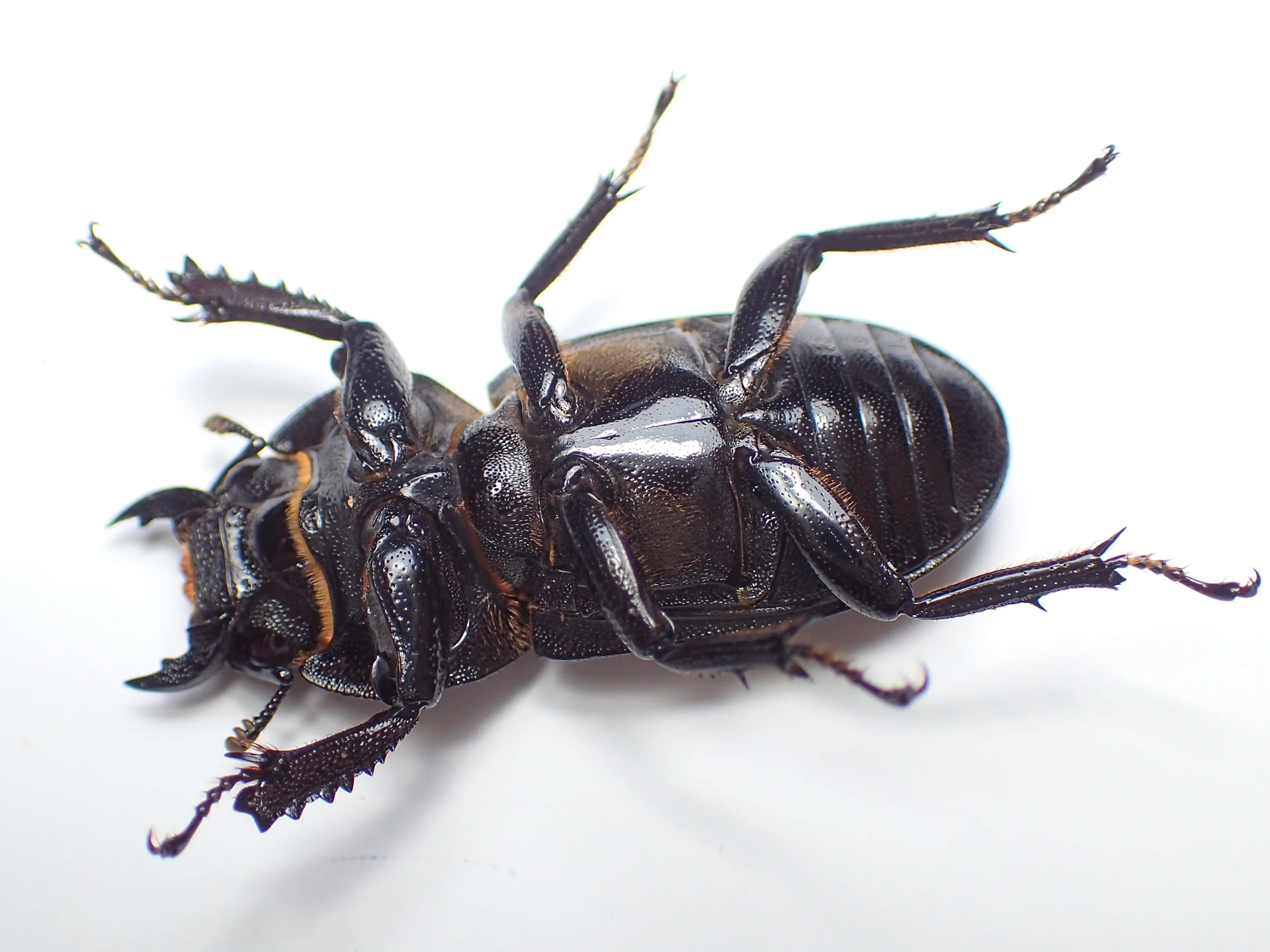 チョウセンヒラタクワガタ標本 【公式通販】