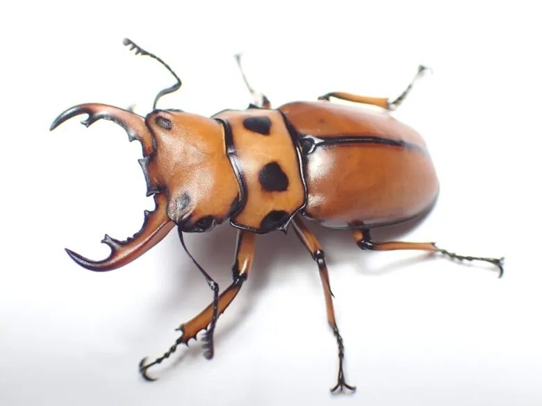 メンガタクワガタ 飼育方法 | わたくわの飼育記