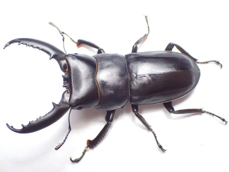 チョウセンヒラタクワガタの飼育方法 | わたくわの飼育記