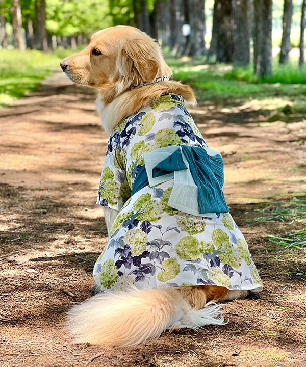 イタグレ ウィペット 浴衣 ブルー イタリアングレーハウンド ペット服