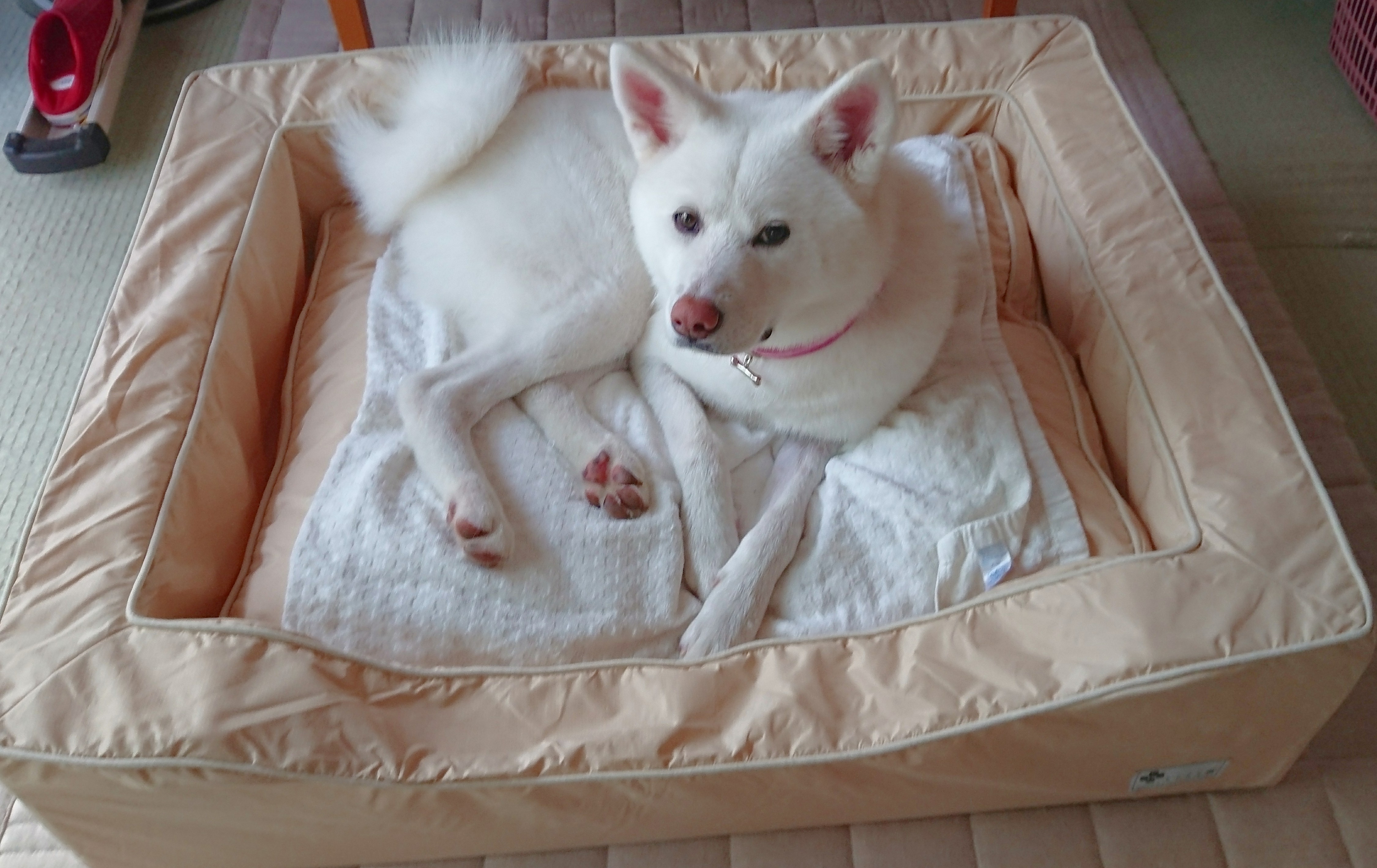 口コミ・レビュー｜スクエアカドラー＋クッション・防水｜ 犬用ベッド