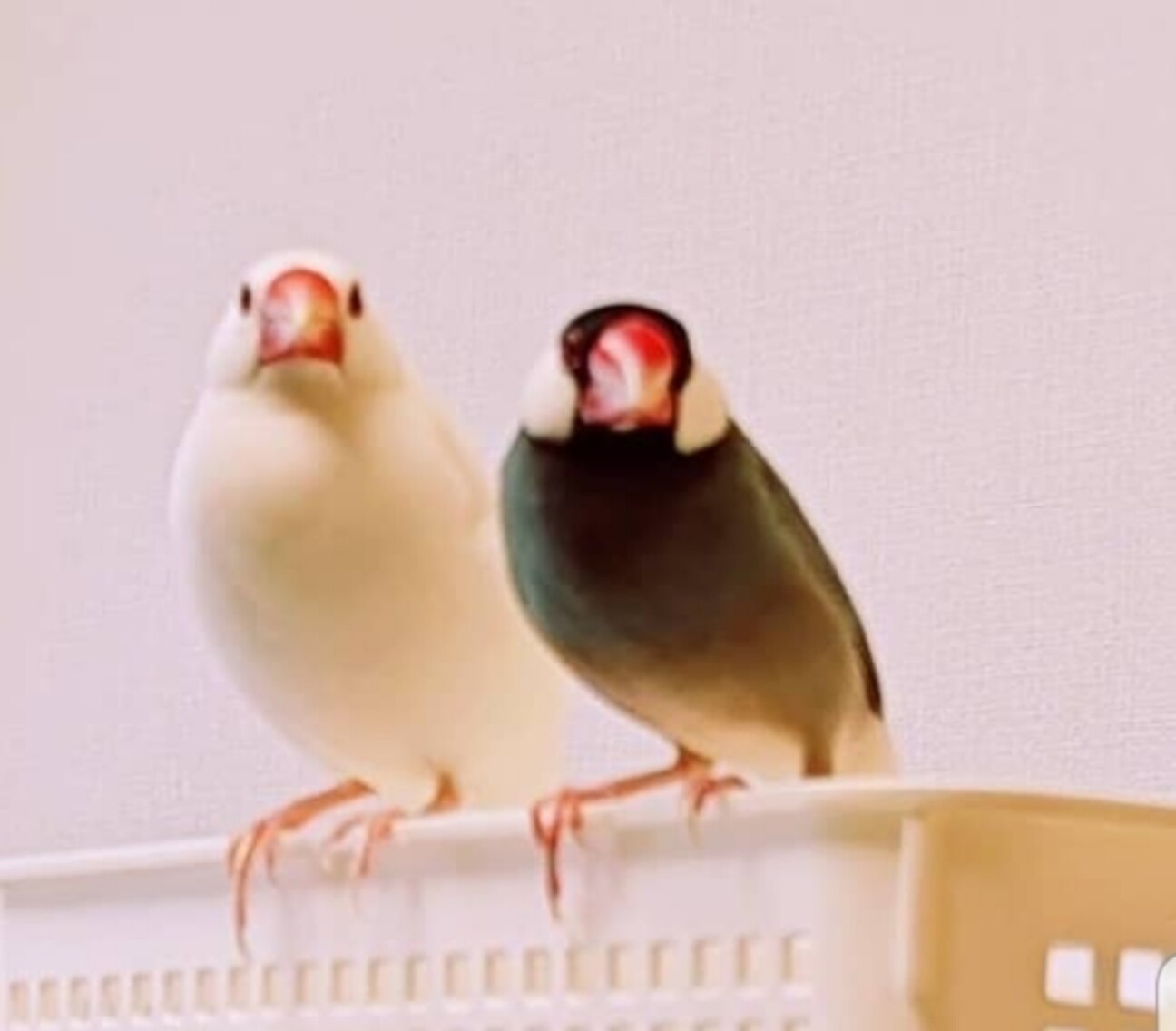 白文鳥の家族
