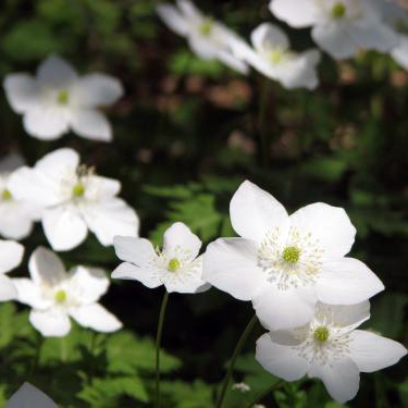 ニリンソウ（二輪草）寄せ植え | 自然生活