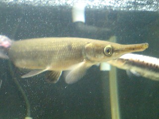 ガーってどんな魚？|ガーパイク9種類とその生態、特徴 マンファリ