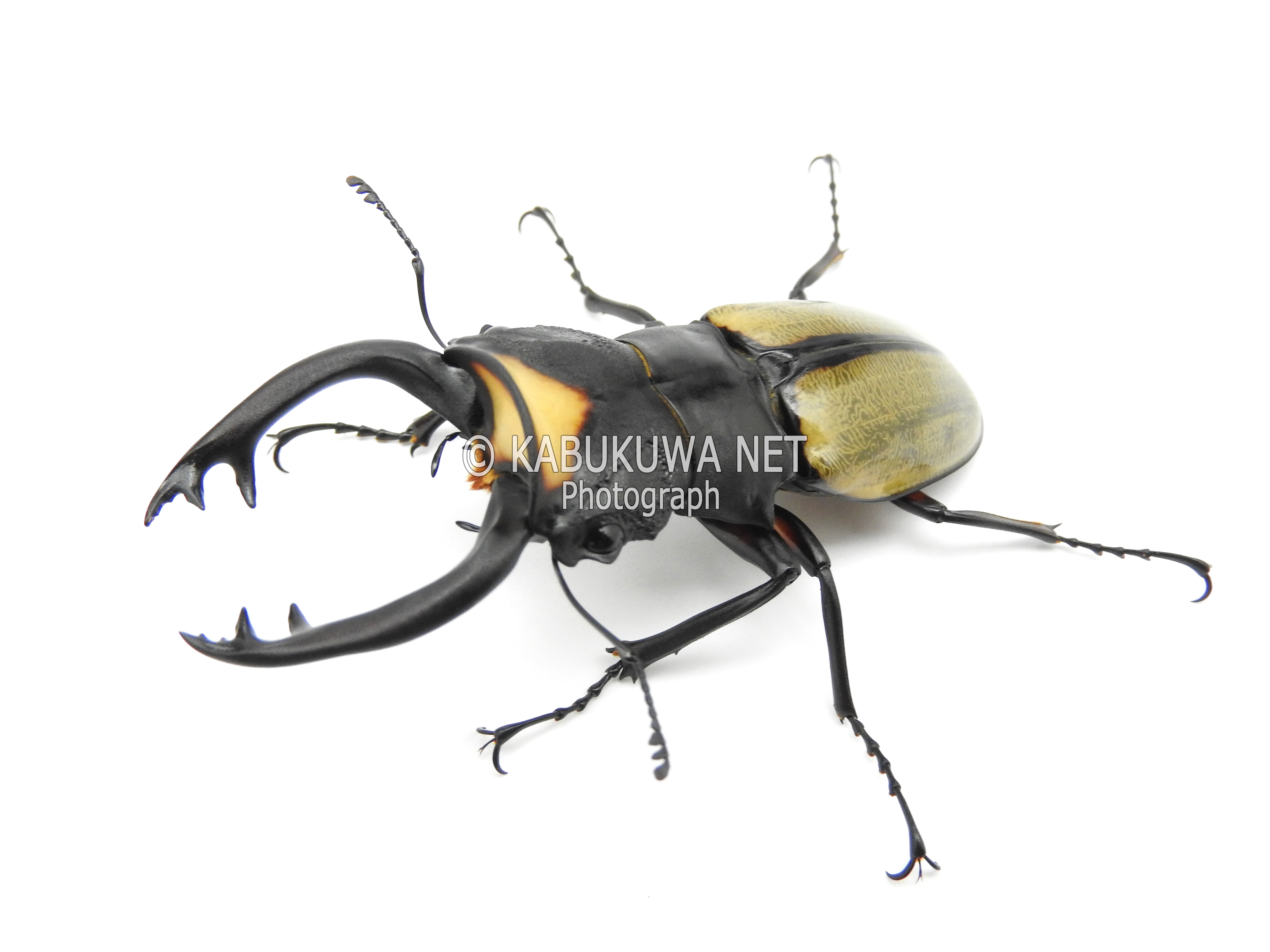 インドネシア産 クワガタ 標本