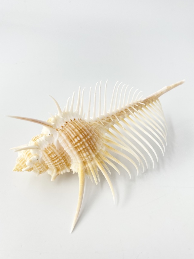 ホネガイ【13cm前後】 En: Murex Pecten (size:approx.13cm) 貝殻
