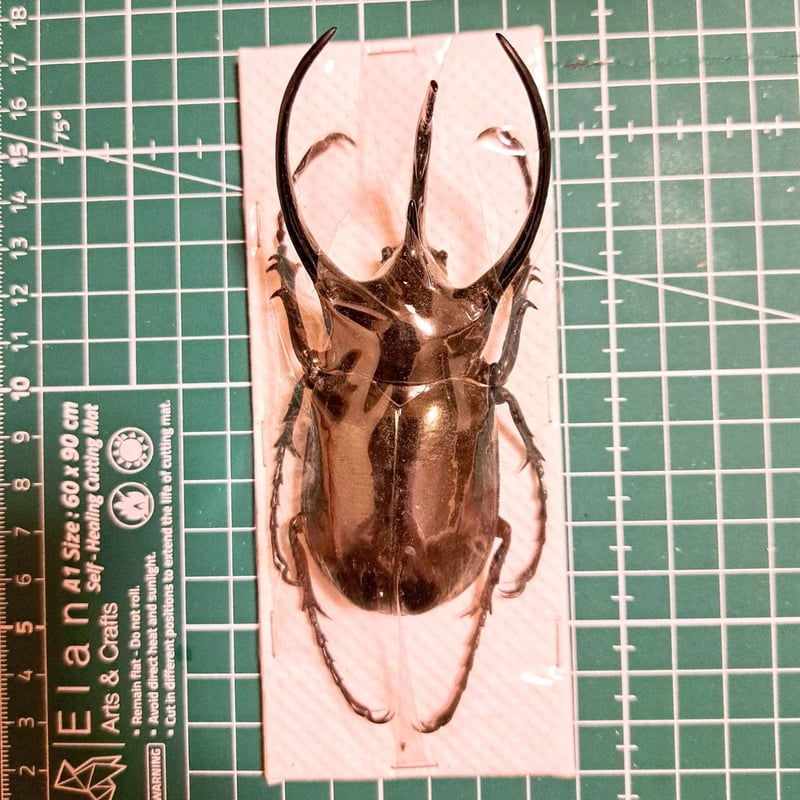 コオカサスオオカブトムシ標本 GIANT 3HORN RHINO 【公式通販】