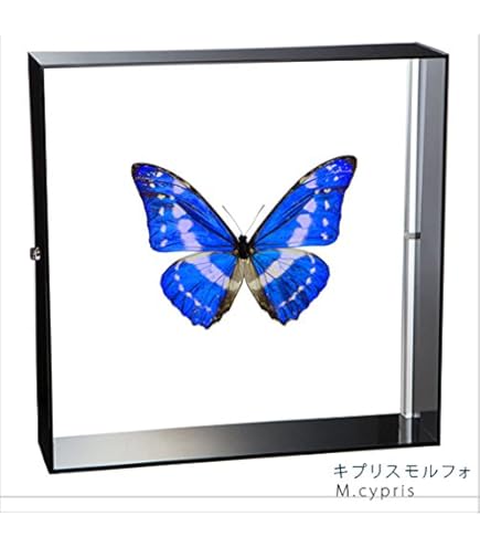 Amazon.co.jp: 蝶の標本 エガモルフォ Morpho aega モルフォチョウ