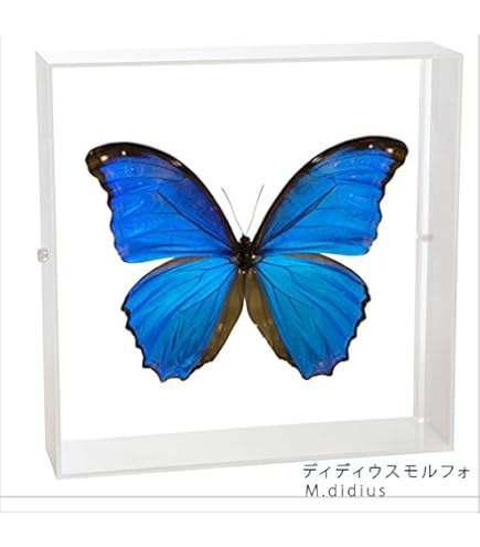 ヘレナモルフォ 136mm ヘレナモルフォ 136mm 61QaeTzjVTL._UF894