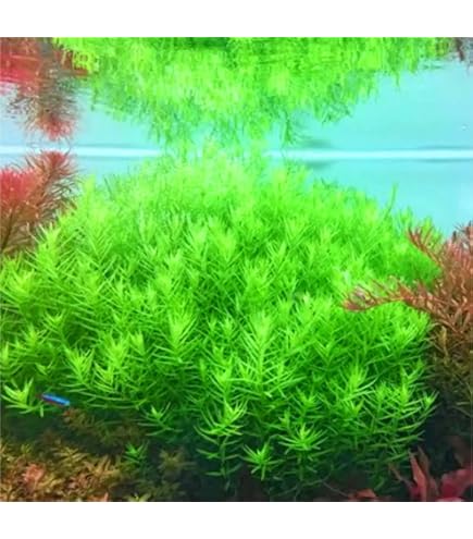 Amazon.co.jp: （水草）ロタラspフラワー 3本（水中葉）無農薬