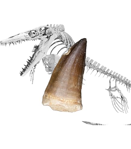 Amazon | SCIENCE 恐竜の化石「スピノサウルスの歯 化石（獣脚類）約