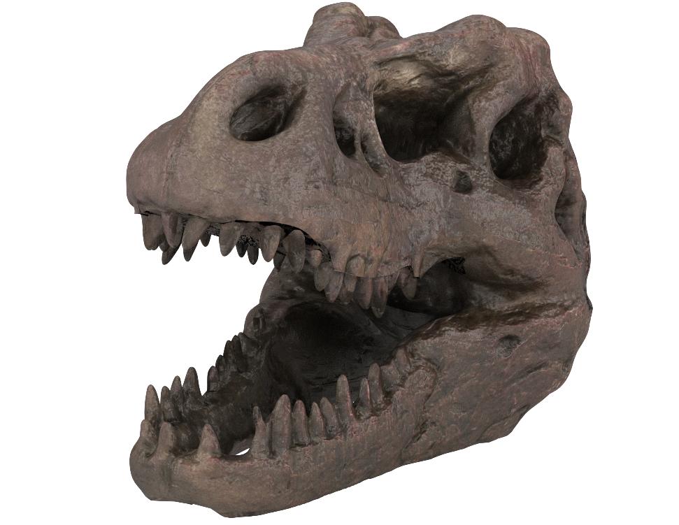 恐竜の歯 ティラノサウルス [DS411] 化石 希少 レア 恐竜の歯