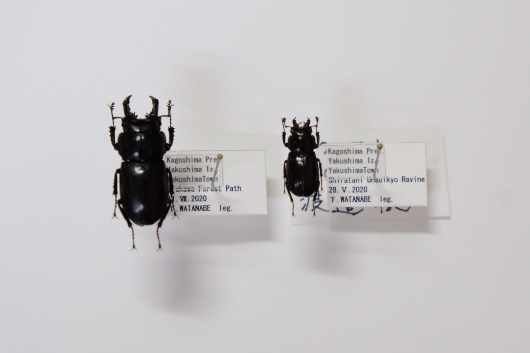 ヤクシマオニクワガタ」の標準的な個体と最小レコードの個体 - 屋久島