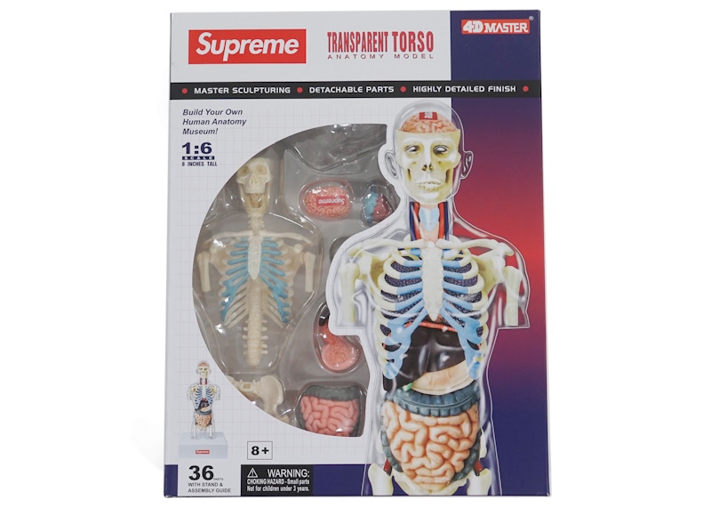 Supreme Male Anatomy Model Clear - FW18 - US