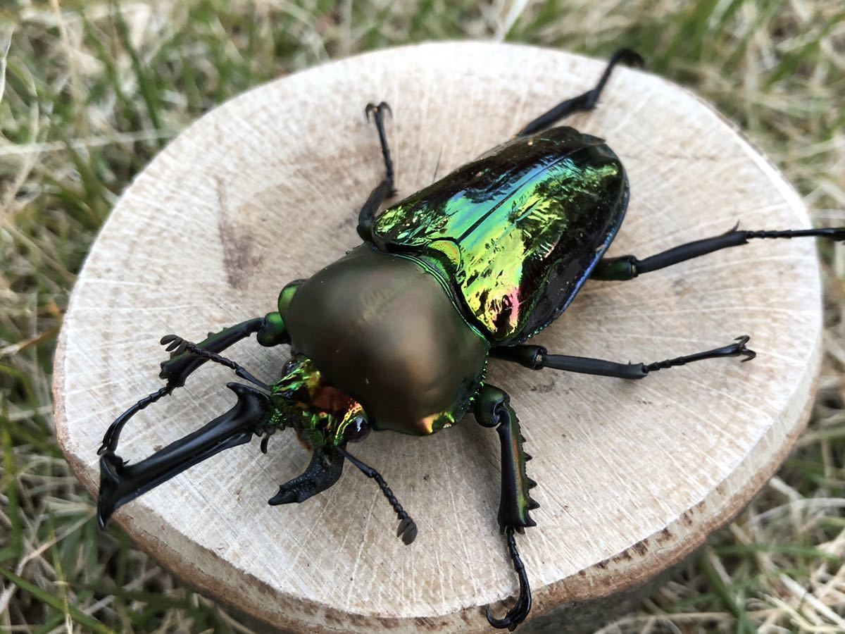 雌雄モザイク？ ニジイロクワガタ