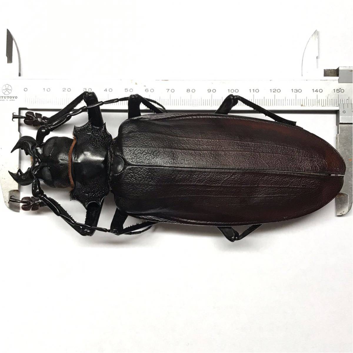 タイタンオオウスバカミキリ 標本