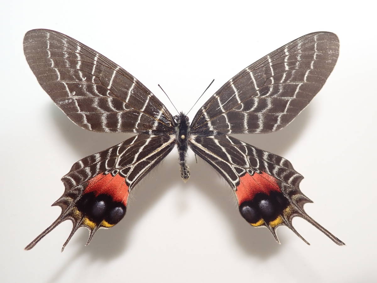 蝶標本 シボリアゲハ♂（原名亜種） インド・ナガランド