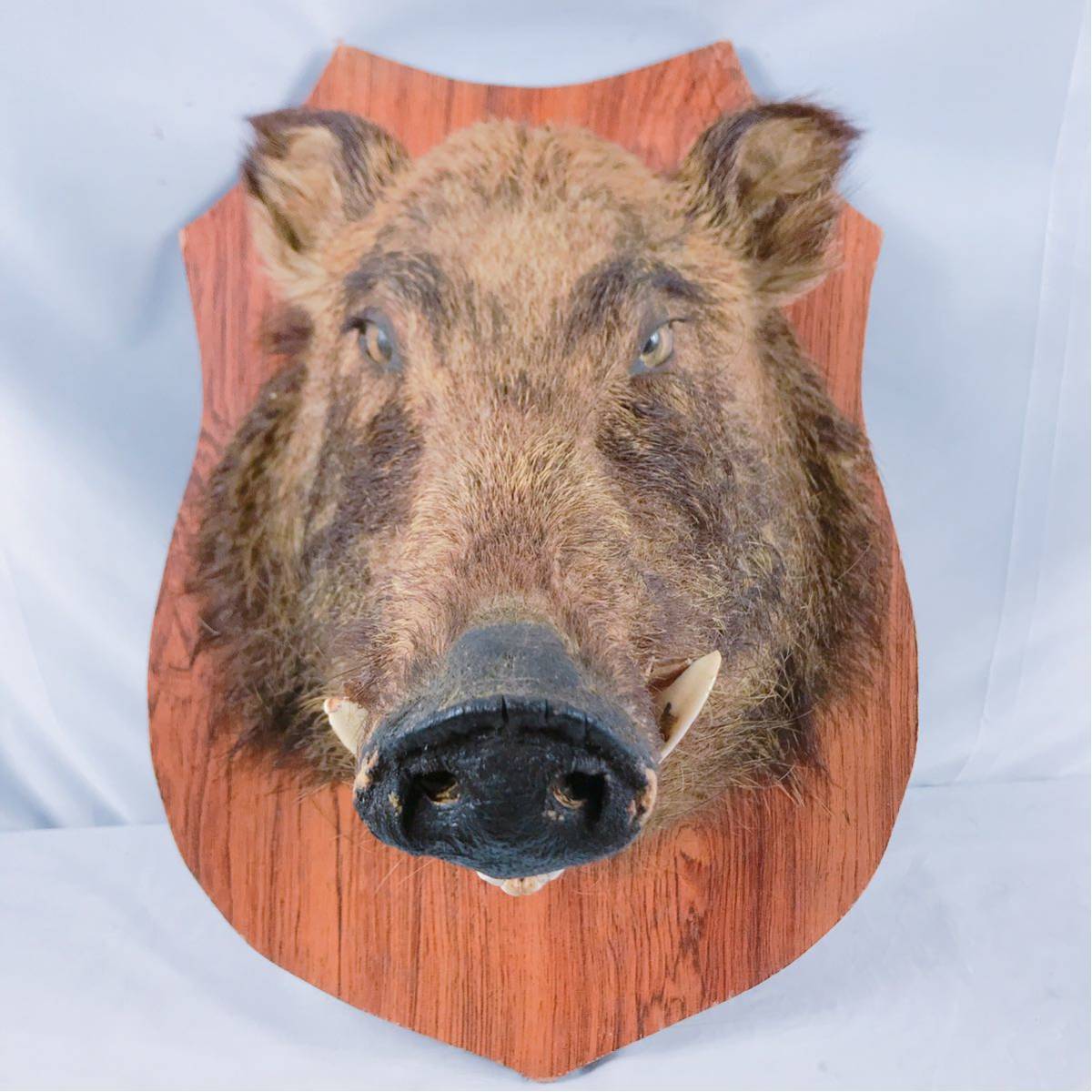 剥製本物 イノシシ